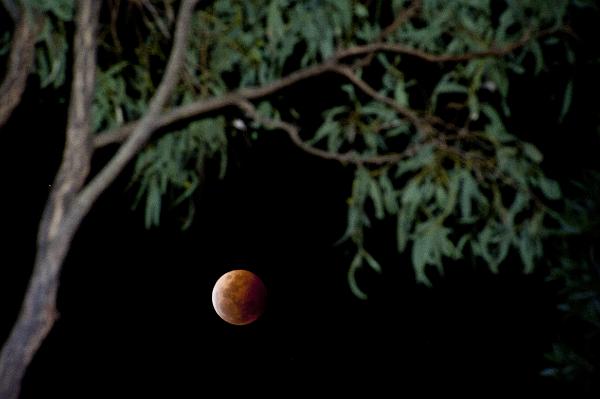 Almost eclipsed copper colored moon Almost eclipsed copper colored moon in a dark sky caused by the earths shadow viewed below a tree branch
