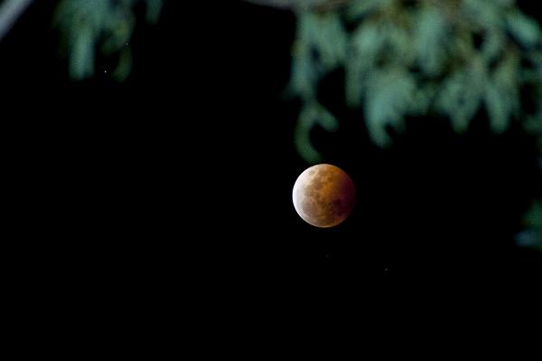 Red moon and dark night during lunar eclipse A red moon and dark night fringed with green leaves during a lunar eclipse.