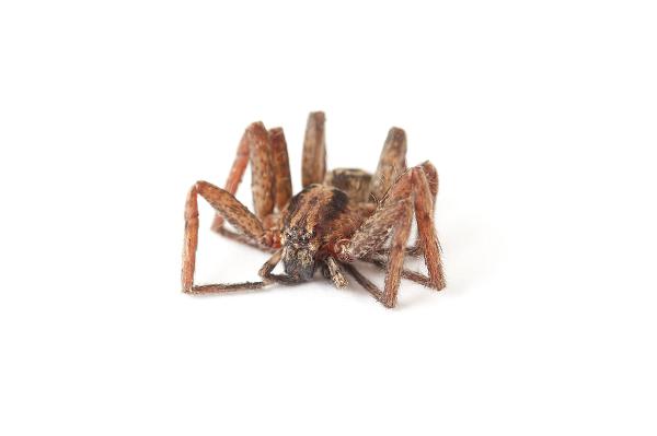 Dead arachnid on white Macro of a spider on white with its legs folded up underneath itself showing its 8 eyes