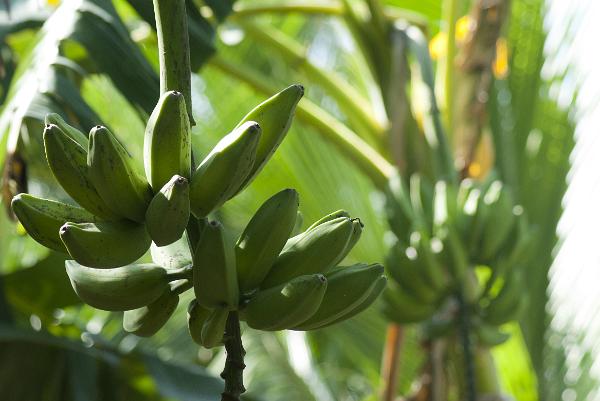 Bunch of bananas ripening on the tree Bunch of bananas or plantains ripening on a plantation hanging in a cluster, the banana plant is the largest herbaceous flowering plant