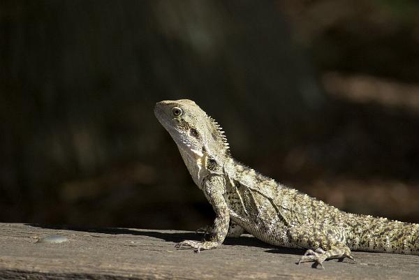 Large basking lizard Large basking lizard raised up alertly on its front feet using the warmth of the sun to raise its body temperature, close up profile view with copyspace