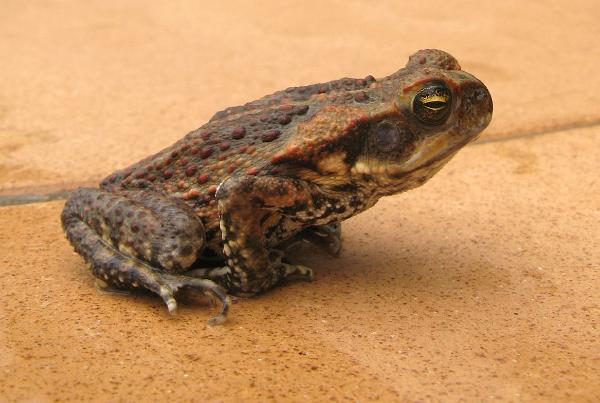 cane toad (Rhinella marina) Cane toads were introduced into australia in 1935 in an attempt to control cane beetles, unsuccessful, they are now considdered and invasive species due to their effects on other wildlife. Cane toads secrete poisons from parotoid glands behind their eyes and on their backs