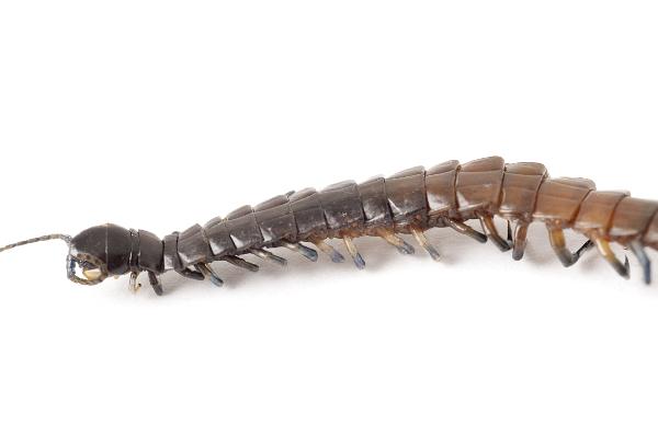 Closeup detail of a centipede Closeup detail of a centipede showing the segmented body and multiple pairs of legs, side view on a white background