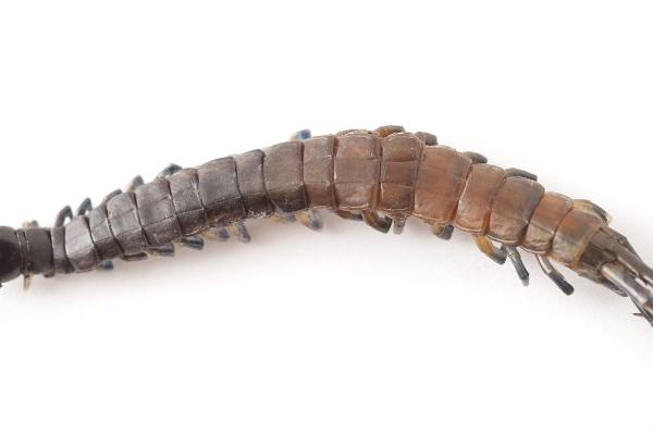 Centipede Body Up Close Centipede Body Up Close on white background.
