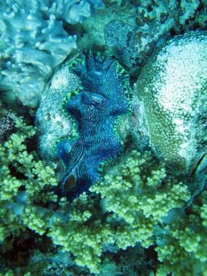 giant clam a giant clam, the membrane inside the clam is covered in algae that provide the clam with some of its nutrition