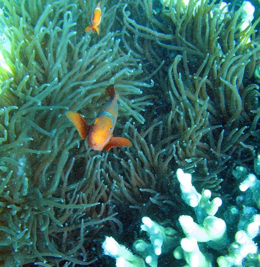 clown anemonefish a sea anemone and orange coloured anemonefish or clown fish. The fish uses stinging cells from the anemone to protect itself from predators