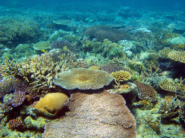 colourful corals a coral garden of assorted corals in shallow water on a reef