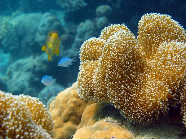 Coral growing on an underwater reef Close up view of elephants ear coral with polyps extended growing on an underwater reef with tropical fish swimming in the background in this unique marine habitat