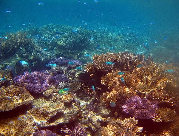 Underwater Coral Reef with Several Fish colorful corals under the sea, the coral structures are fromed from a skeleton of dead coral polyps, only the surface of the coral is alive, corals are a type of animal not a plant
