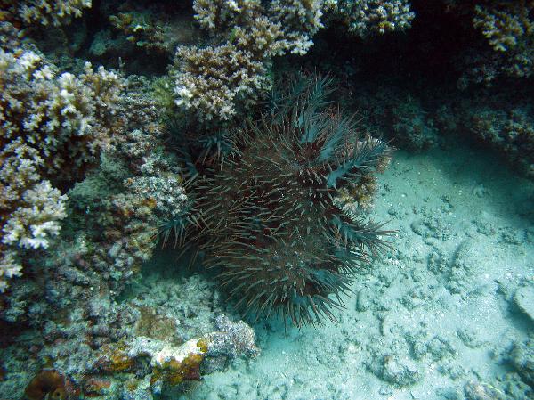 Crown of Thorns starfish Crown of Thorns starfish preying on the polyps of hard coral on an underwater reef