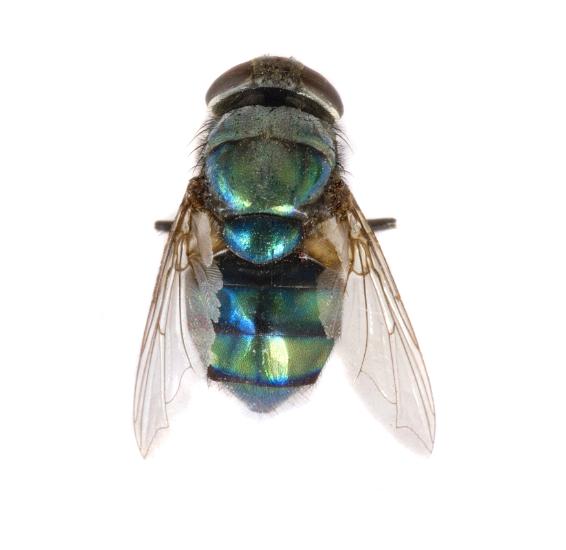 Metallic green blowfly Metallic green blowfly or greenbottle, of the family Calliphoridae, which lay eggs on carrion or rotting food which develop into maggots, overhead view on white