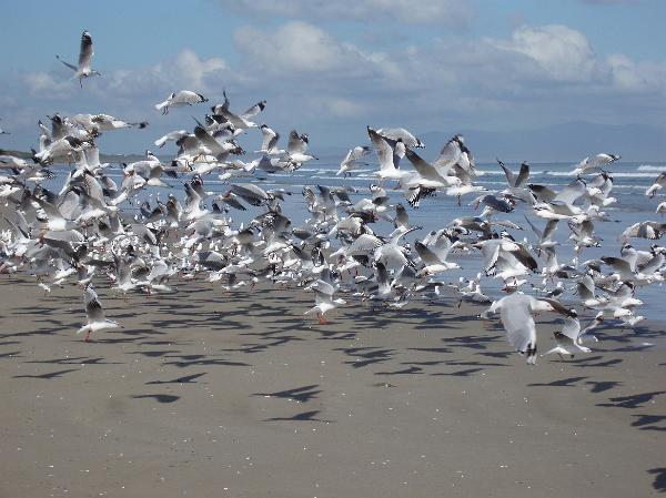 Flock of black headed seagulls flying on a beach Large flock of black headed seagulls flying low over the sand on a beach against a blue ocean and sky, seagulls move on mass for protection in numbers