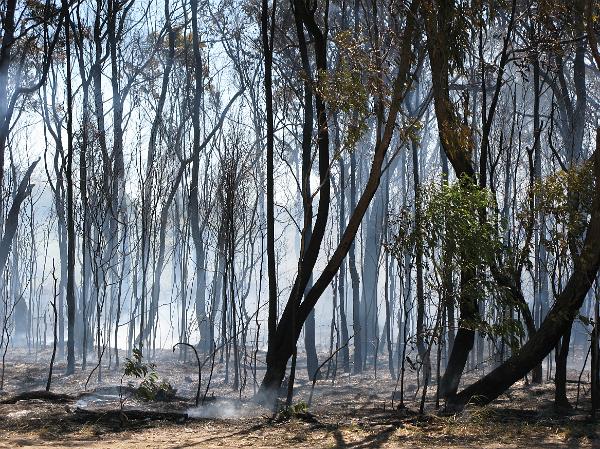 Forest fire Forest fire with the skeletons of burnt trees and smouldering undergrowth with lingering smoke in the air