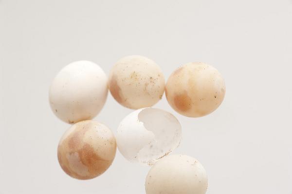 Small gecko eggs in a cluster Close up of small spherical gecko eggs in a cluster, each egg only about 6mm in size, on a white background with copyspace