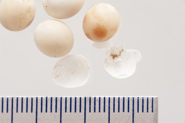Tiny gecko eggs with a ruler scale Batch of tiny gecko eggs with a ruler scale showing the relative sizes of the shells at about 6 millimetres each, on a white background