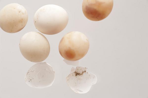 Gecko eggs Close up detail of a cluster of spherical gecko eggs, a small nocturnal tropical lizard of the family Gekkonidae