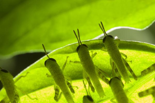 locusts a leaf with numerous juvenile locust on it light of below