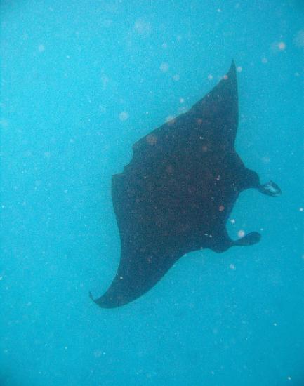 Manta ray swimming underwater Manta ray swimming underwater in a turquoise sea with its graceful large pectoral fins outspread for feeding