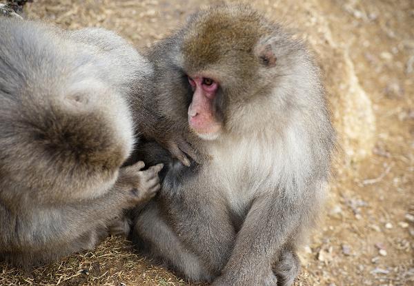 nit picking a monkey grooming the fur of another monkey for parasites