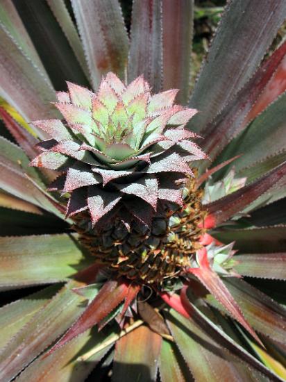 Pineapple growing on the plant Pineapple, Ananas comosus, growing on the plant viewed from above with its multiple fruit of coalesced berries