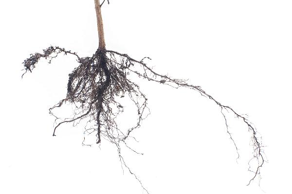 Fibrous root system on a plant Fibrous root system on a plant held up against a white background showing the finely branching roots for absorbing moisture and nutrients