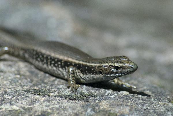 Lizard on a rock Close up of the head of a lizard sunning itself on a rock as it keeps an alert eye on the camera