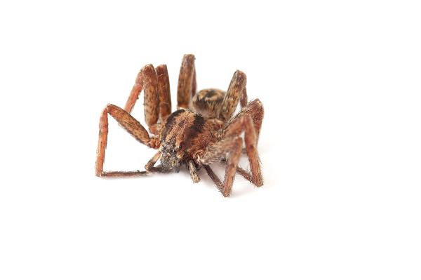 Spider in white spider with its legs retracted and curled up under the body on a white background. eight simple eyes can be seen on the front of the cephalothorax