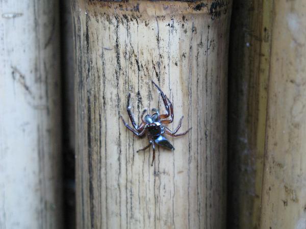 White-tailed spider a white tailed spider native to eastern australia