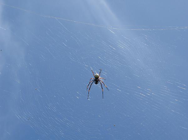 Garden spider in a web Garden spider in a web suspended in the silken threads against a clear blue sky