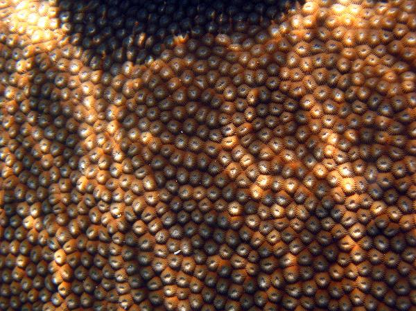 Detail of the polyps on a Great Star Coral Detail of the polyps on a Great Star Coral, a colonial stony coral found in the Caribbean which can form large boulder like structures