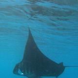 Underwater view of a swimming manta ray with extended pectoral fins and its long tail trailing behind. outstretched cephalic fins at the front are used to deflect plankton in the water for feeding. A remora 'sucker fish' is seen hanging on the bottom of the animal